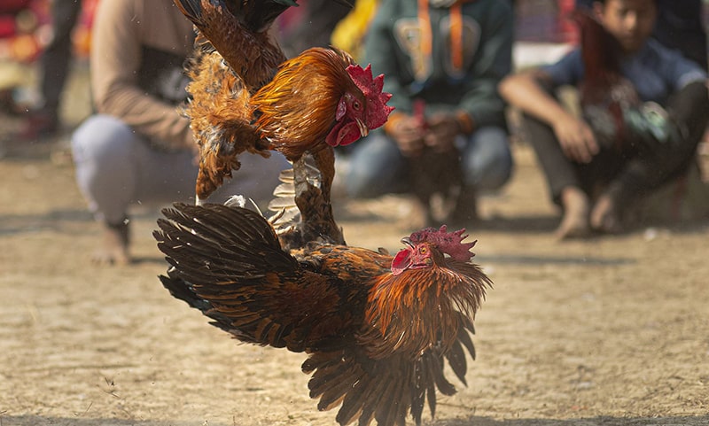 situs agen judi sabung ayam adu ayam online live terpercaya uang asli